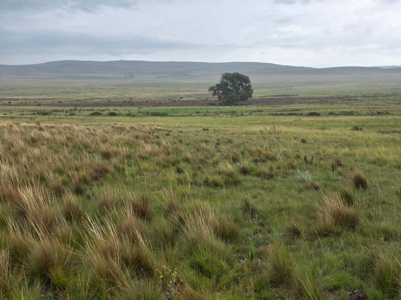 Weidingsplaas te koop - Photo 9