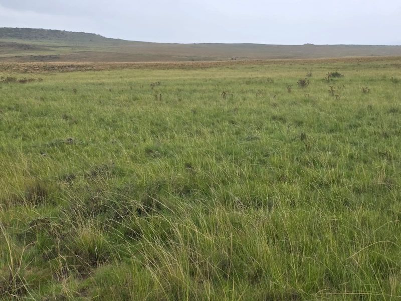 Weidingsplaas te koop - Photo 7