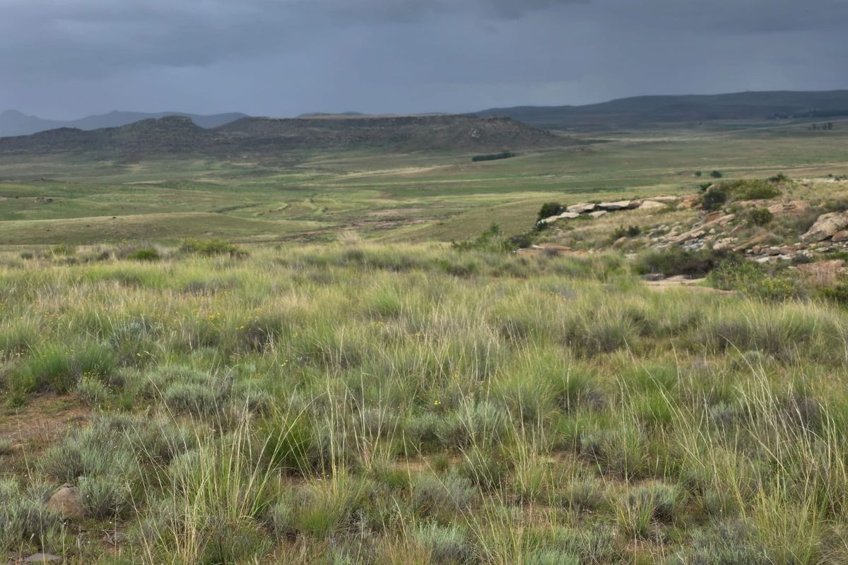 Weidingsplaas te koop - Photo 5