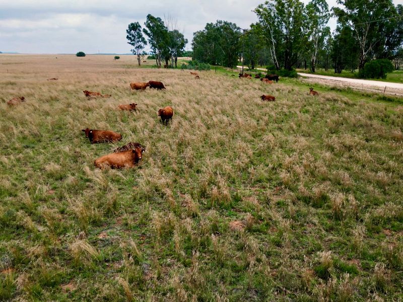 Veiling: Uitstekende geleentheid - Top Plase met Diverse Boerderyvertakkings - Photo 10