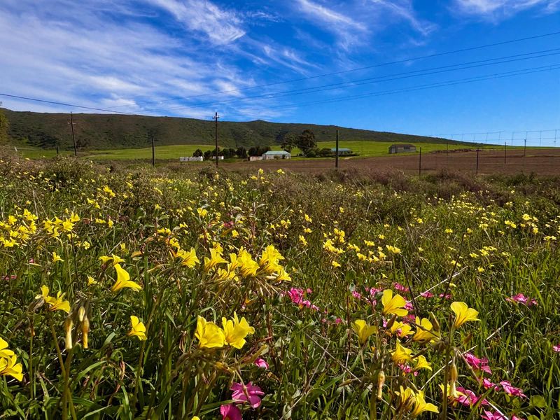 VACANT LAND Plus Borehole, Plus Eectricity, Plus Plans in a beautifull country setting! - Photo 8