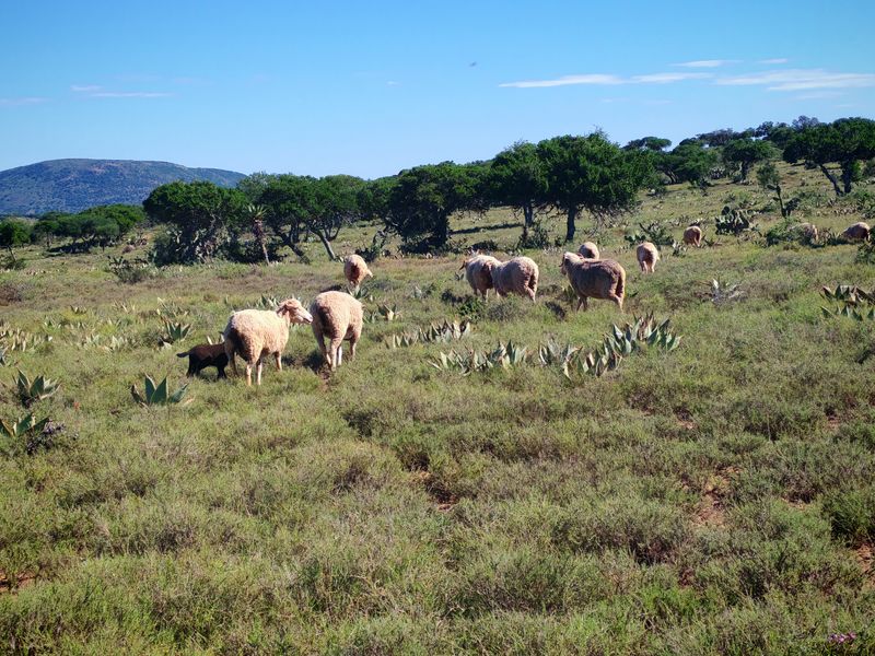 Exceptional Farming Property for Sale – Tweefontein - Photo 4