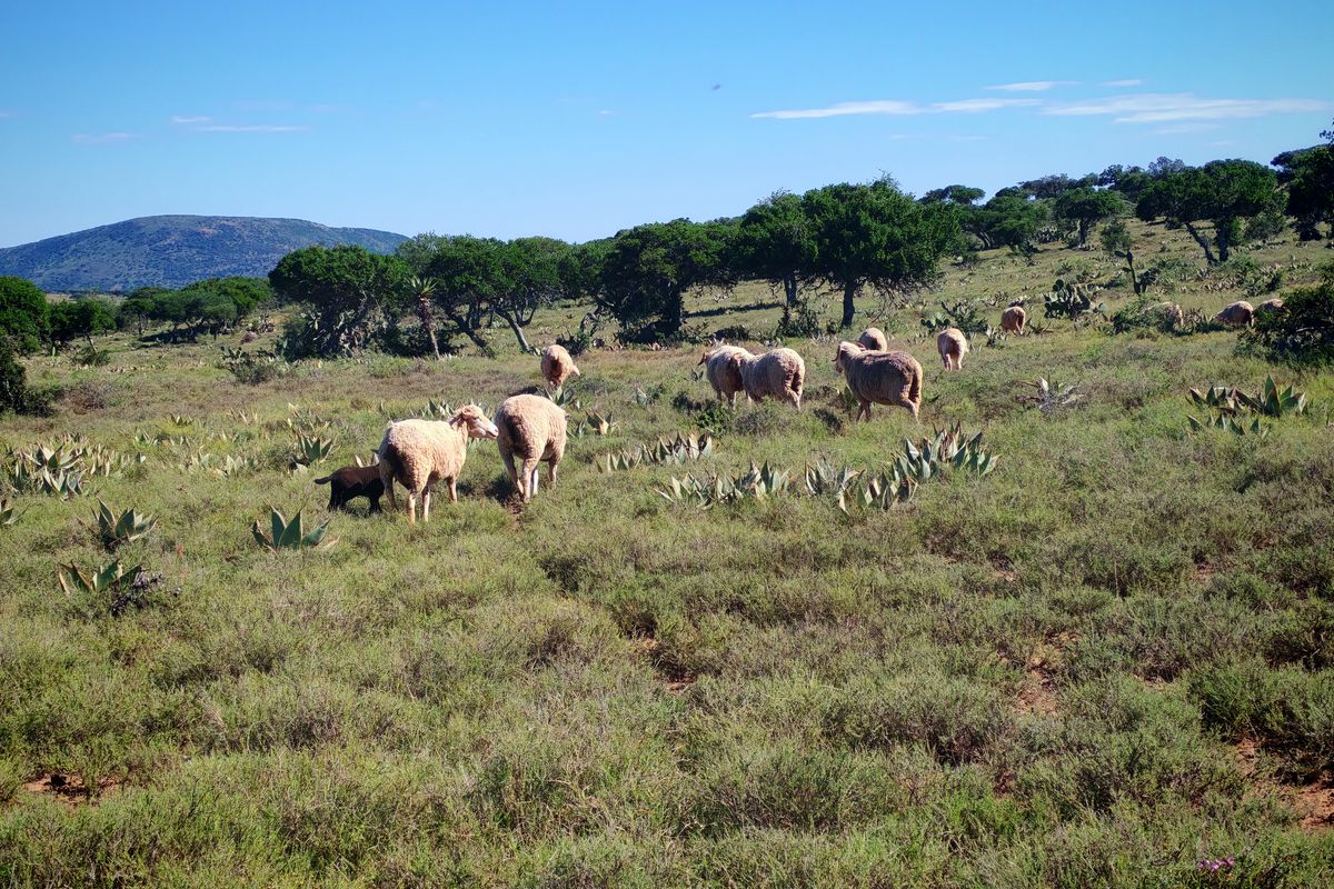 Exceptional Farming Property for Sale – Tweefontein - Photo 4