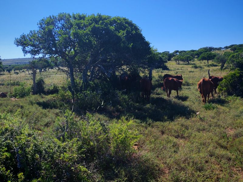 Exceptional Farming Property for Sale – Tweefontein - Photo 3