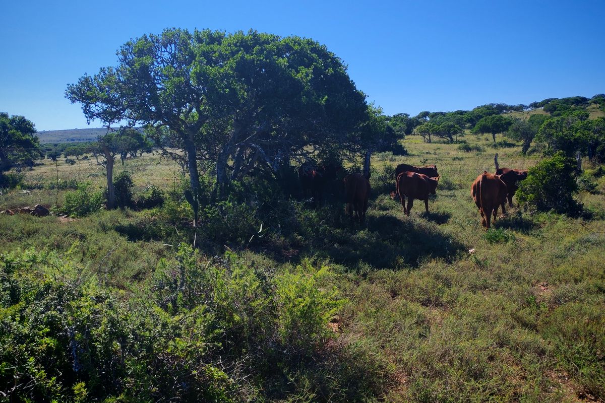Exceptional Farming Property for Sale – Tweefontein - Photo 3