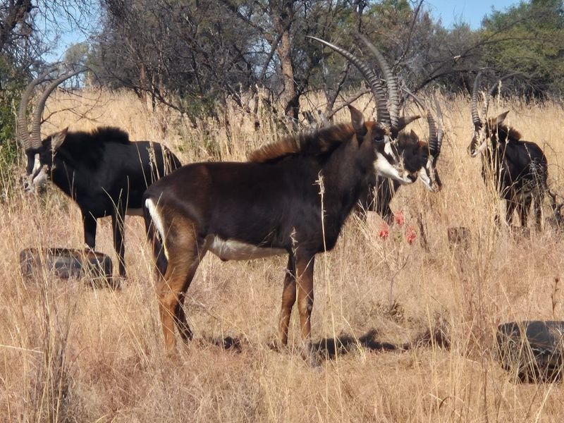 Excellent Game Farm and Lodge - Photo 2