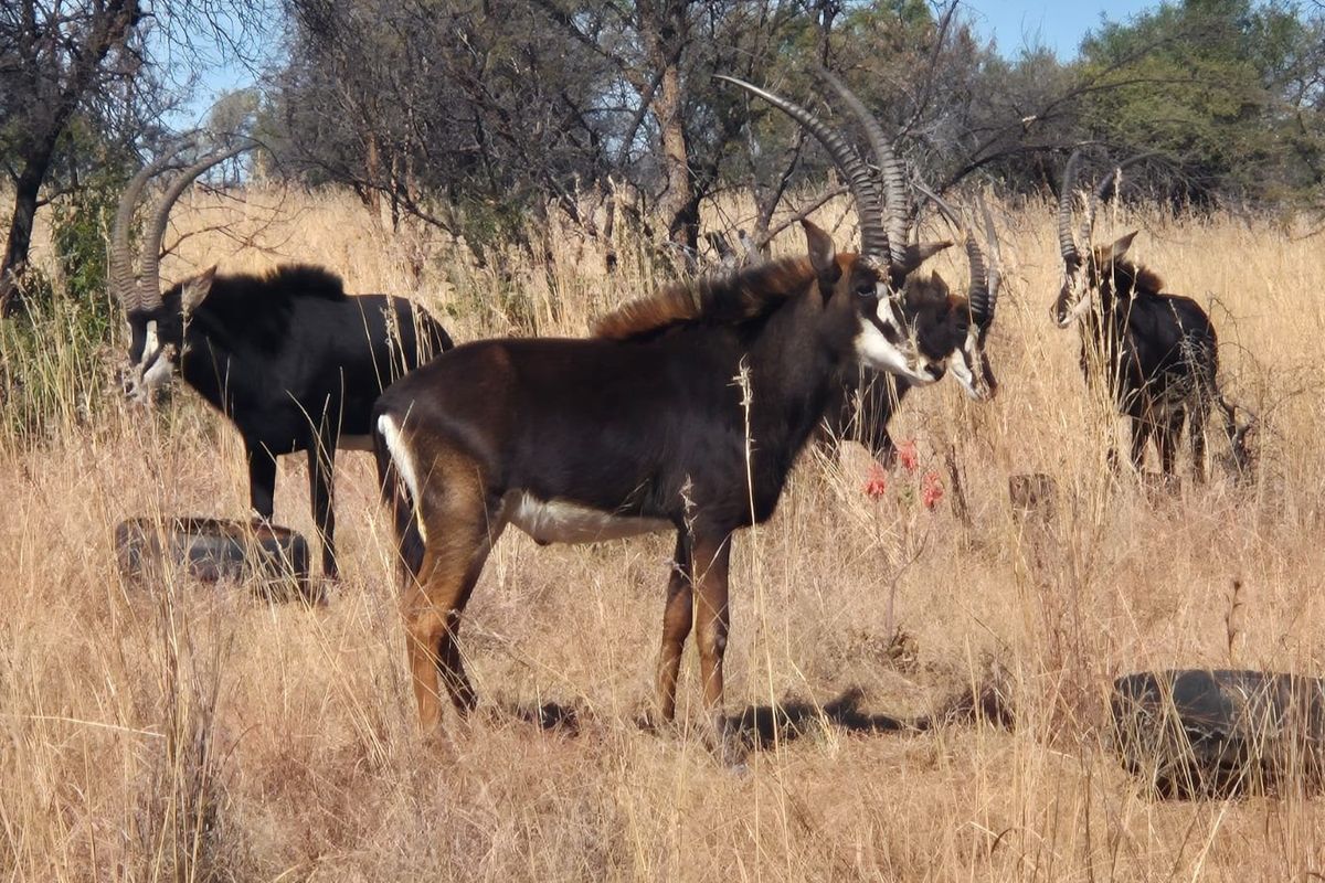 Excellent Game Farm and Lodge - Photo 2