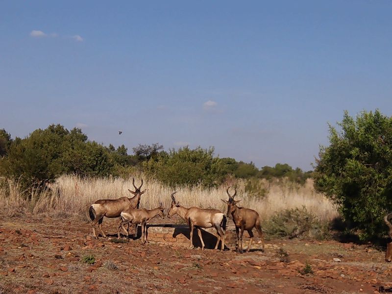 Excellent Game Farm and Lodge - Photo 1