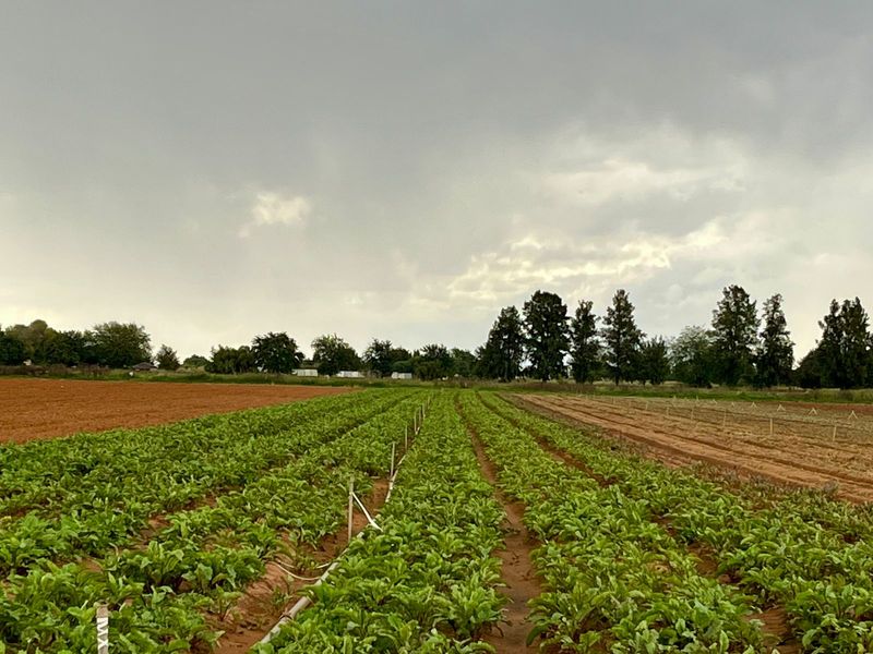 Rustige plaaslewe naby die stad - Photo 8