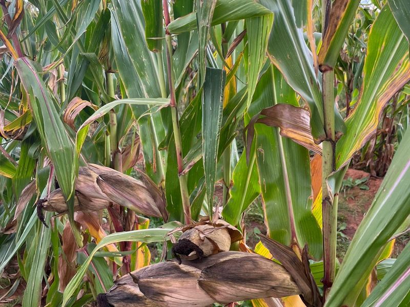 Rustige plaaslewe naby die stad - Photo 7