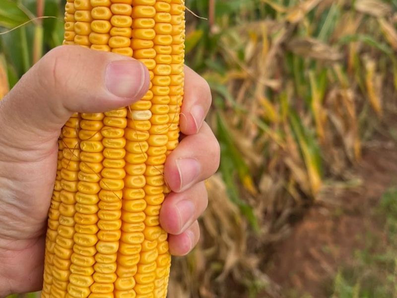 Rustige plaaslewe naby die stad - Photo 4