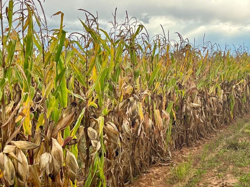 Rustige plaaslewe naby die stad - Photo 5