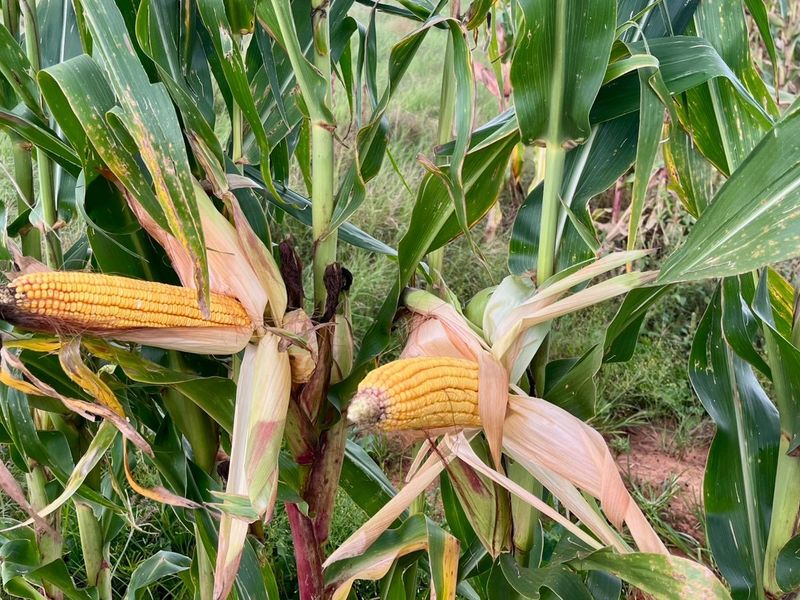 Rustige plaaslewe naby die stad - Photo 3