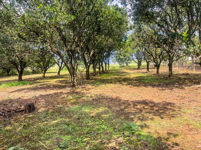 Exclusive Dam-Facing Vacant Land in Orangewood Estate Albert Falls - Photo 7