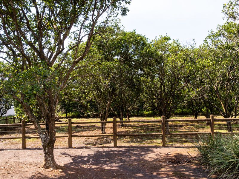 Exclusive Dam-Facing Vacant Land in Orangewood Estate Albert Falls - Photo 6