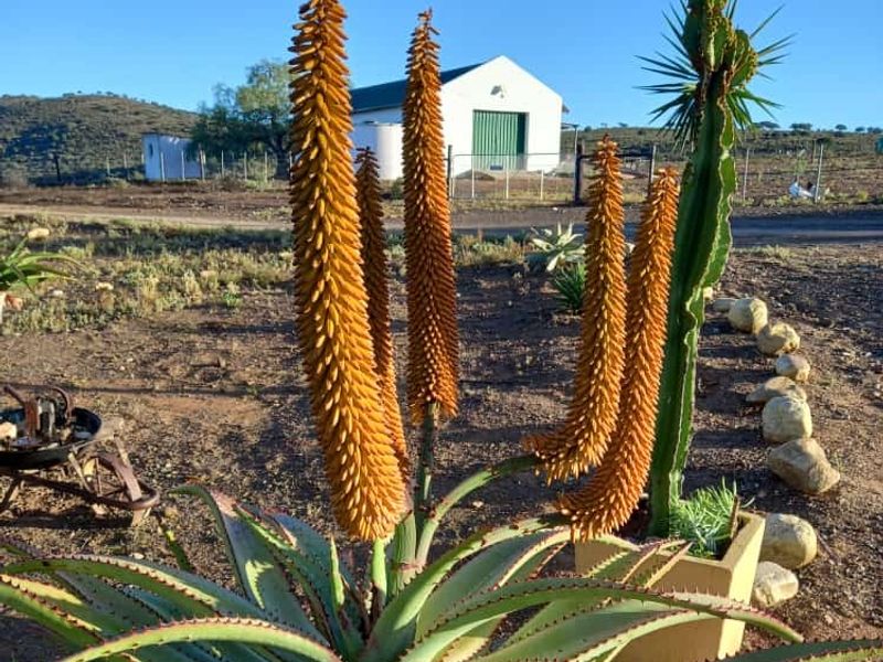 605Ha Karoo Charm & Farming Potential in the Coxcombs - Photo 3