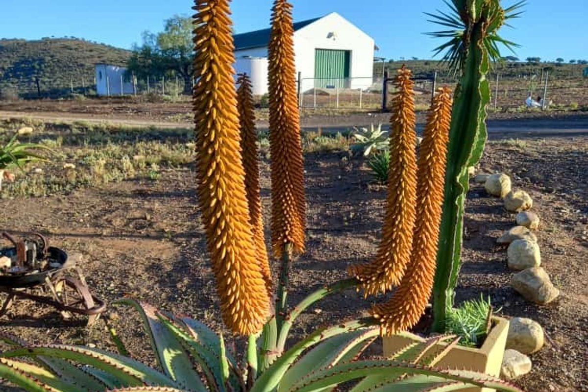 605Ha Karoo Charm & Farming Potential in the Coxcombs - Photo 3