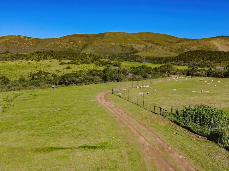 Onsite and Online Auction - Bosbokrand — 171.3 ha Livestock, game & Lifestyle - Photo 1