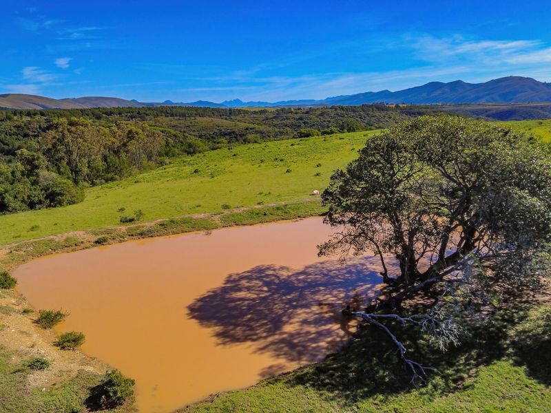 Onsite and Online Auction - Bosbokrand — 171.3 ha Livestock, game & Lifestyle - Photo 5