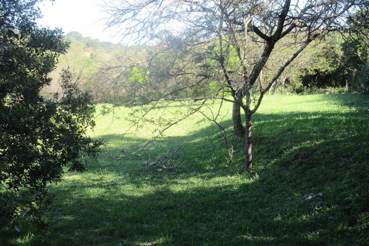 A view of a sloped, grassy residential plot featuring mature trees and natural landscaping.