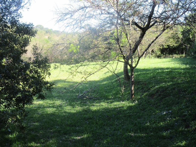 A view of a sloped, grassy residential plot featuring mature trees and natural landscaping.