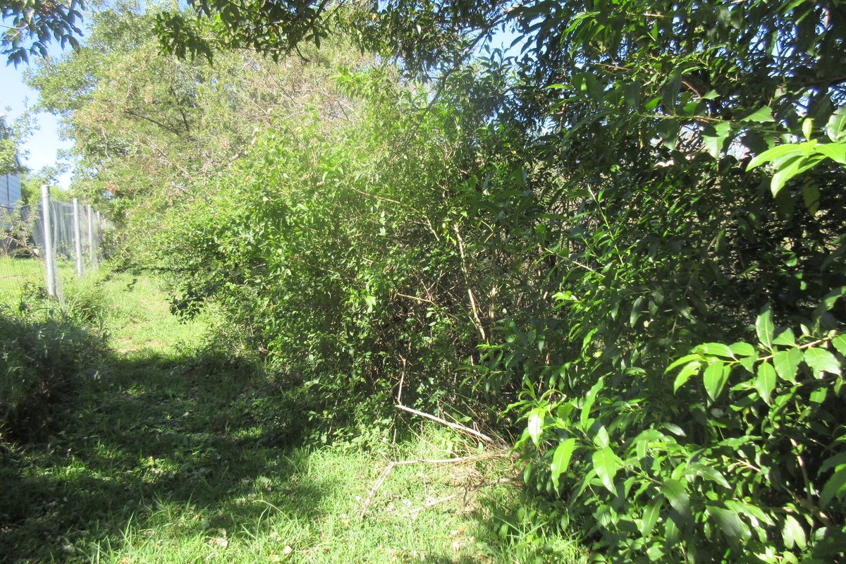 A view of the overgrown garden area featuring dense vegetation and a perimeter chain-link fence on the residential property.