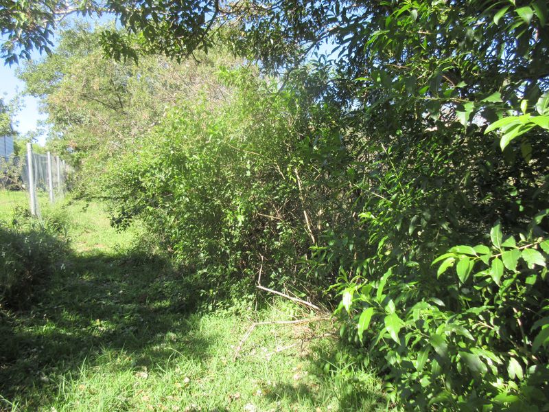 A view of the overgrown garden area featuring dense vegetation and a perimeter chain-link fence on the residential property.