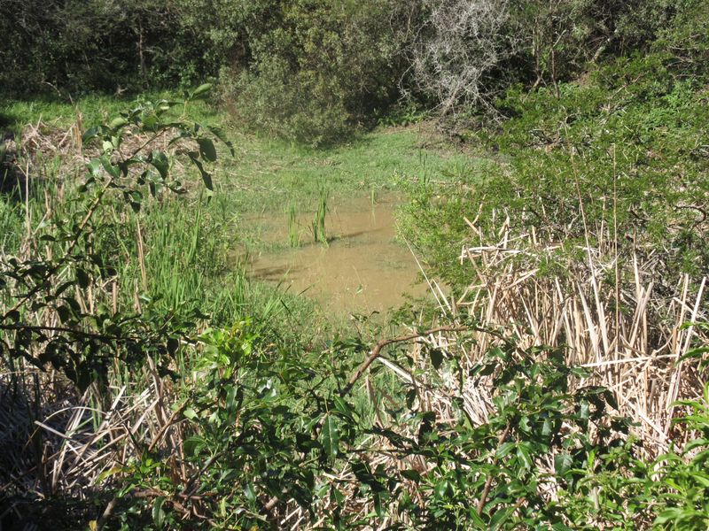 A natural wetland area featuring indigenous vegetation and reeds, characteristic of the undeveloped landscape on this residential property.
