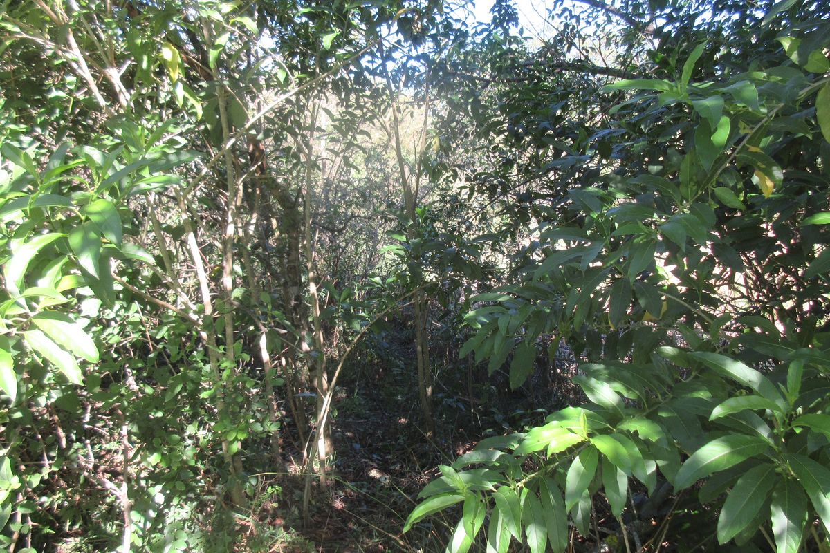 A view of a densely overgrown garden area with mature trees and thick vegetation on the residential property.