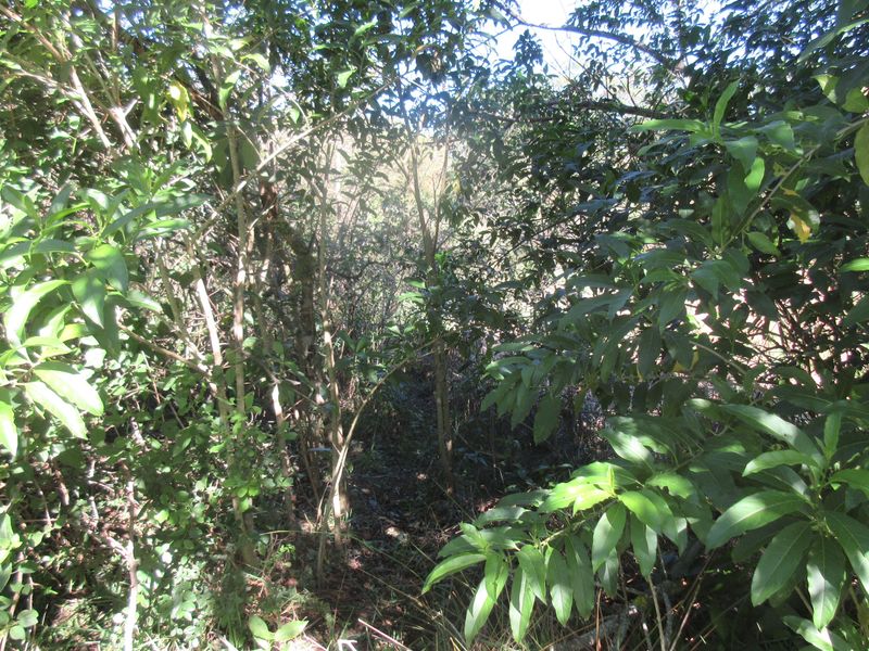 A view of a densely overgrown garden area with mature trees and thick vegetation on the residential property.