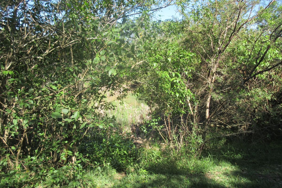 A view of a densely vegetated area on the residential land, featuring mature trees and natural ground cover.