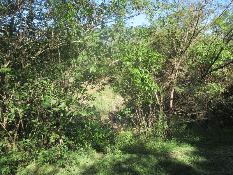 A view of a densely vegetated area on the residential land, featuring mature trees and natural ground cover.