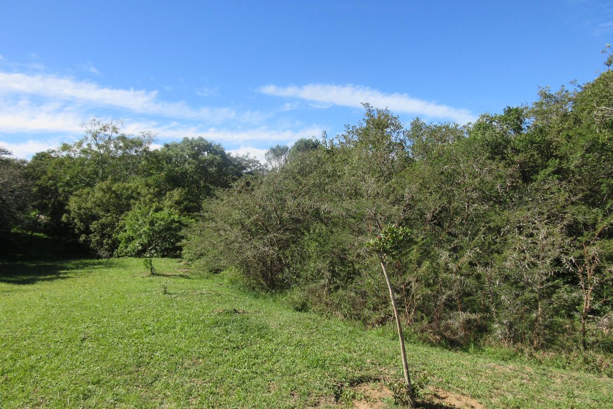 A view of a well-maintained grassy area bordered by established trees and natural vegetation on the residential property.