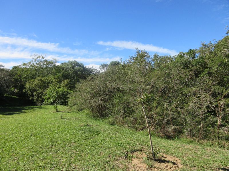 A view of a well-maintained grassy area bordered by established trees and natural vegetation on the residential property.
