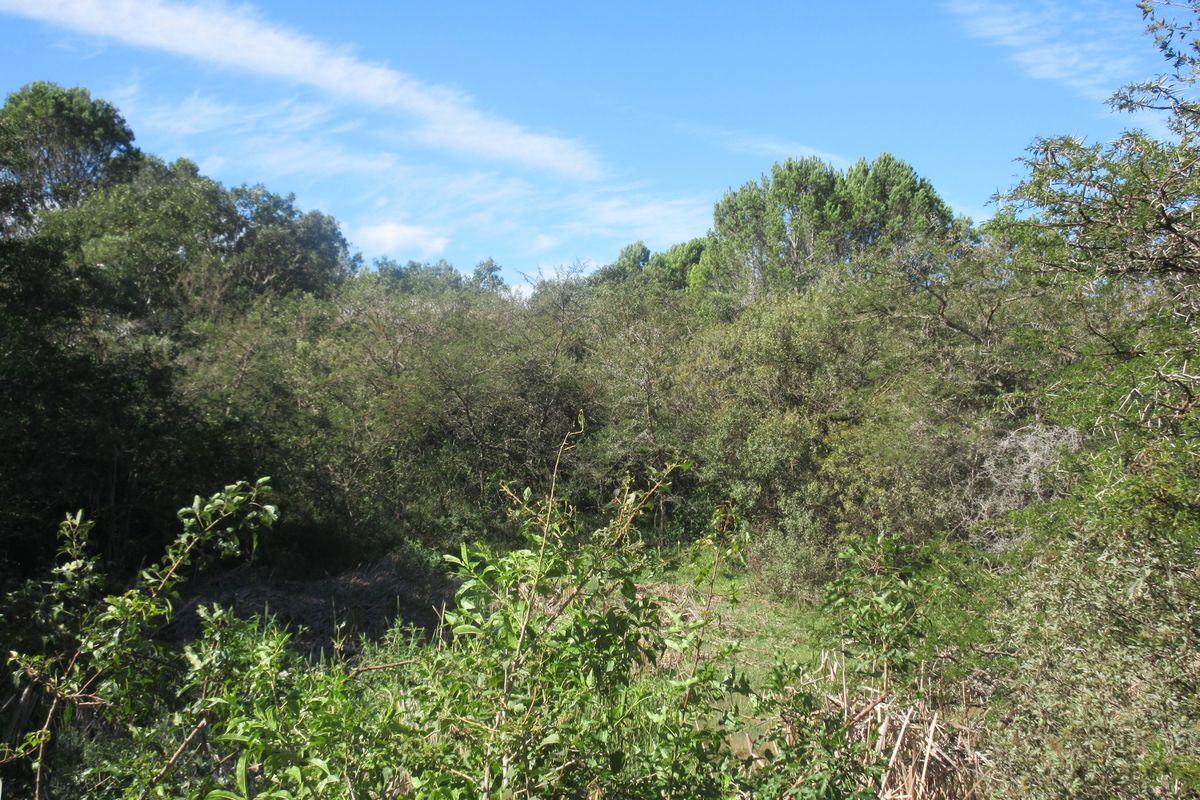 A view of the densely vegetated, undeveloped residential land featuring mature trees and natural shrubbery.