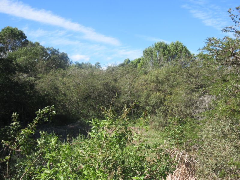 A view of the densely vegetated, undeveloped residential land featuring mature trees and natural shrubbery.