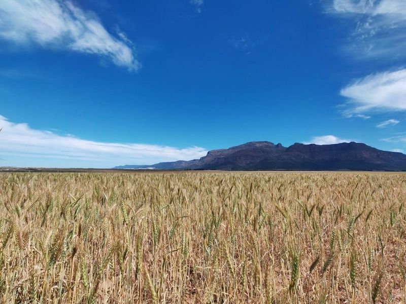 A scenic view of a vast wheat field set against a backdrop of mountains under a clear blue sky.