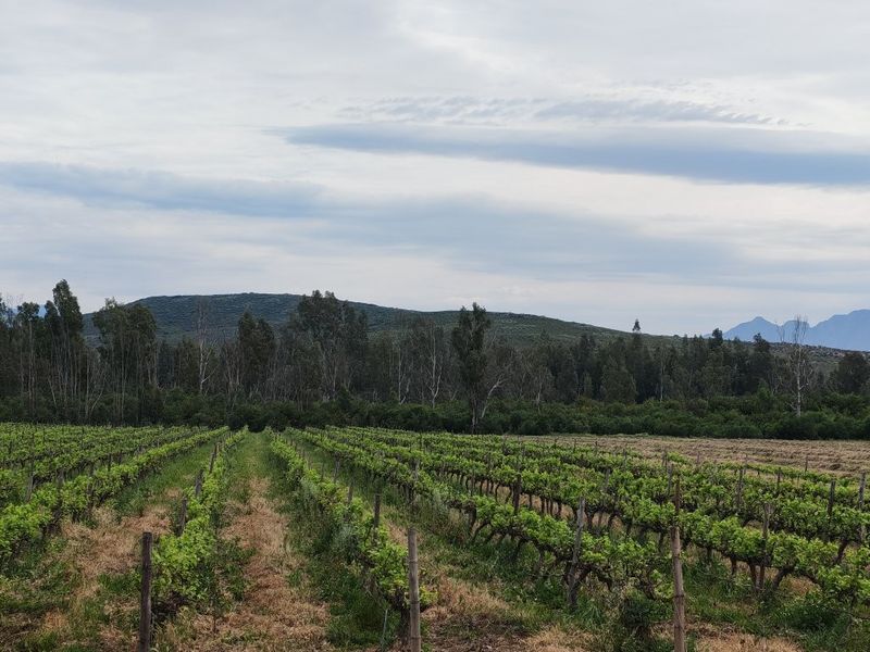 A scenic view of a well-maintained vineyard with established vines and trellis infrastructure, set against a backdrop of rolling hills and trees.