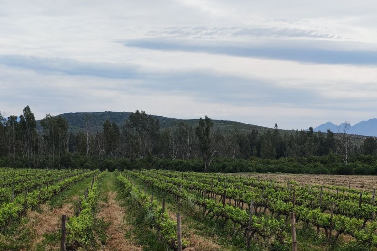 A scenic view of a well-maintained vineyard with established vines and trellis infrastructure, set against a backdrop of rolling hills and trees.