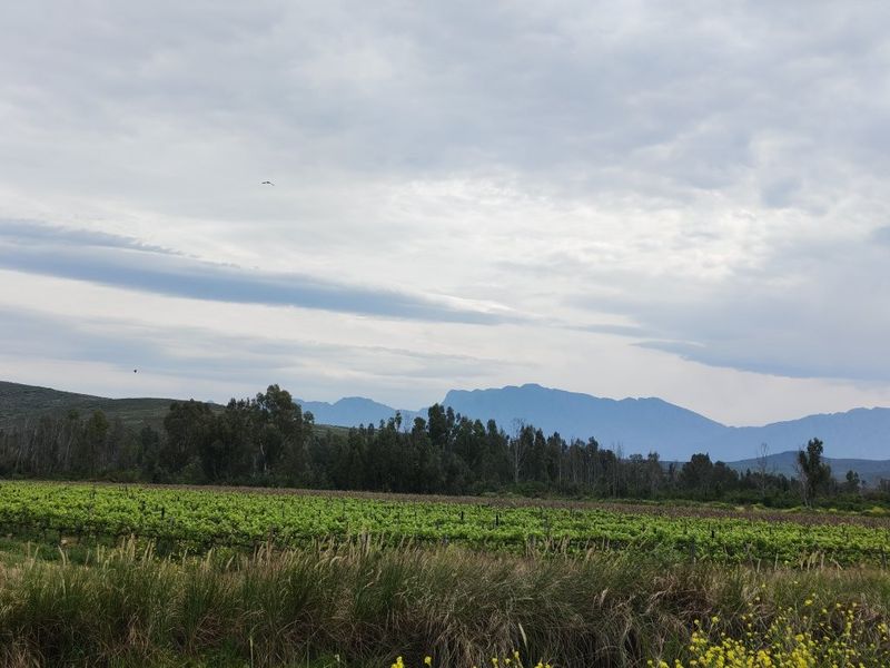 Scenic view of the farm's vineyard with a mountain range backdrop under a cloudy sky.