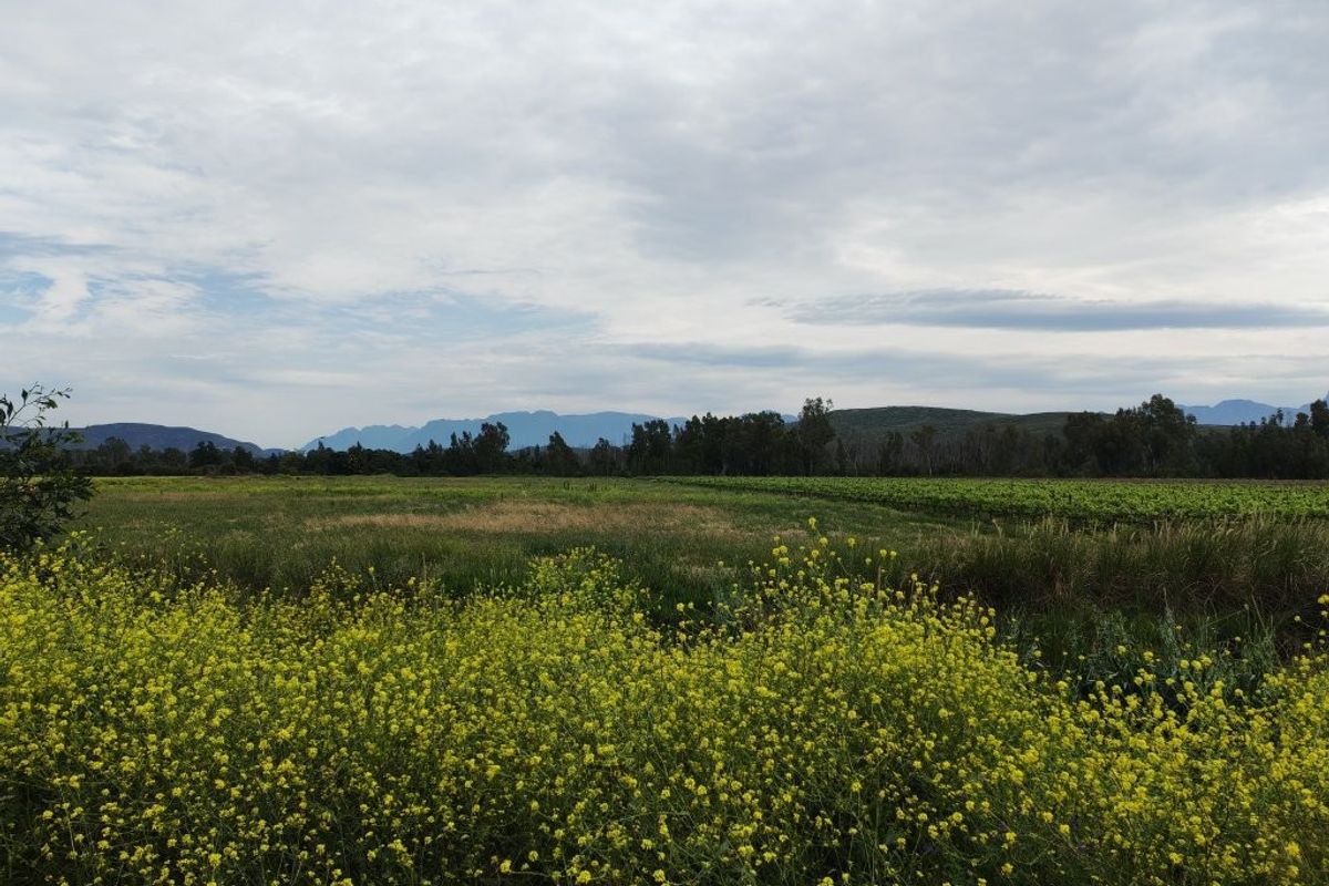 A scenic view of the farm property featuring expansive agricultural fields, a vineyard, and distant mountain ranges under a cloudy sky.