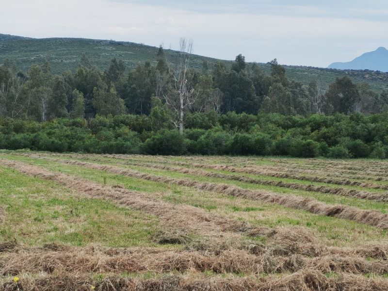 A scenic view of a farm pasture with mown hay rows, bordered by dense trees and rolling hills in the background.