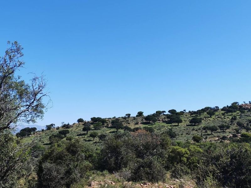 A scenic view of the natural landscape featuring rolling hills, native vegetation, and scattered trees on the farm property.