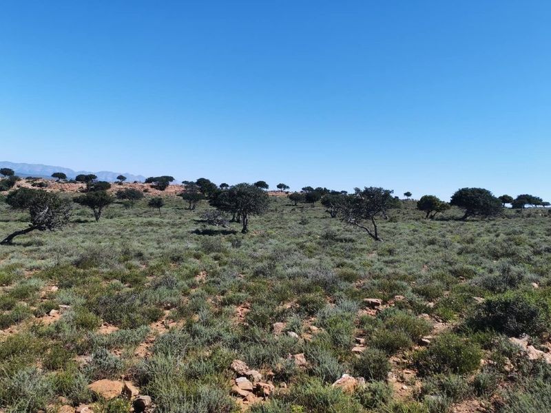 A wide-angle view of the expansive, natural landscape featuring native shrubs and scattered trees across the farm property.
