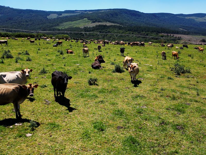 Expansive farm pasture featuring grazing livestock and a distant mountain landscape view, equipped with an overhead irrigation system.