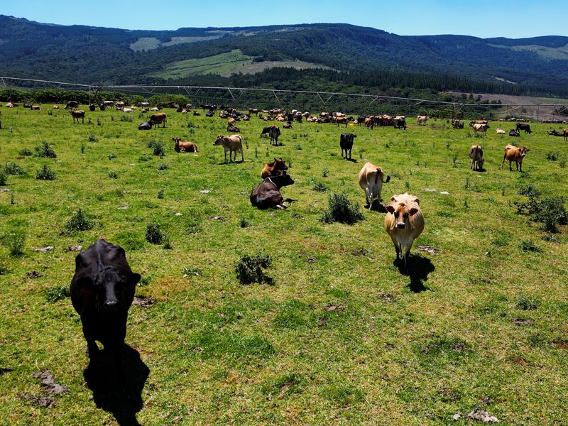 Expansive farm landscape featuring grazing cattle and an installed irrigation system set against a scenic mountain backdrop.