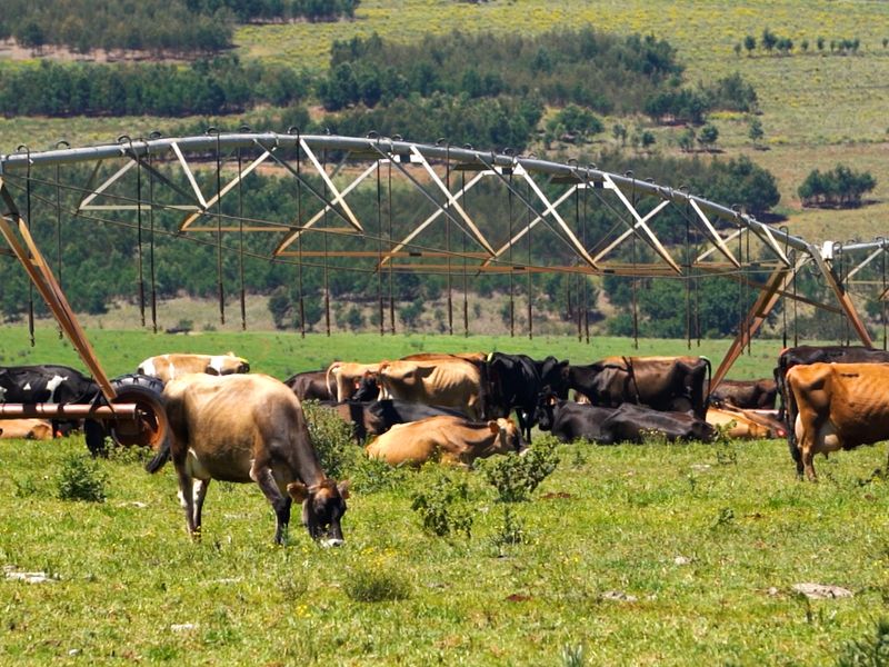 A wide view of a farm pasture featuring a large center pivot irrigation system over grazing cattle.