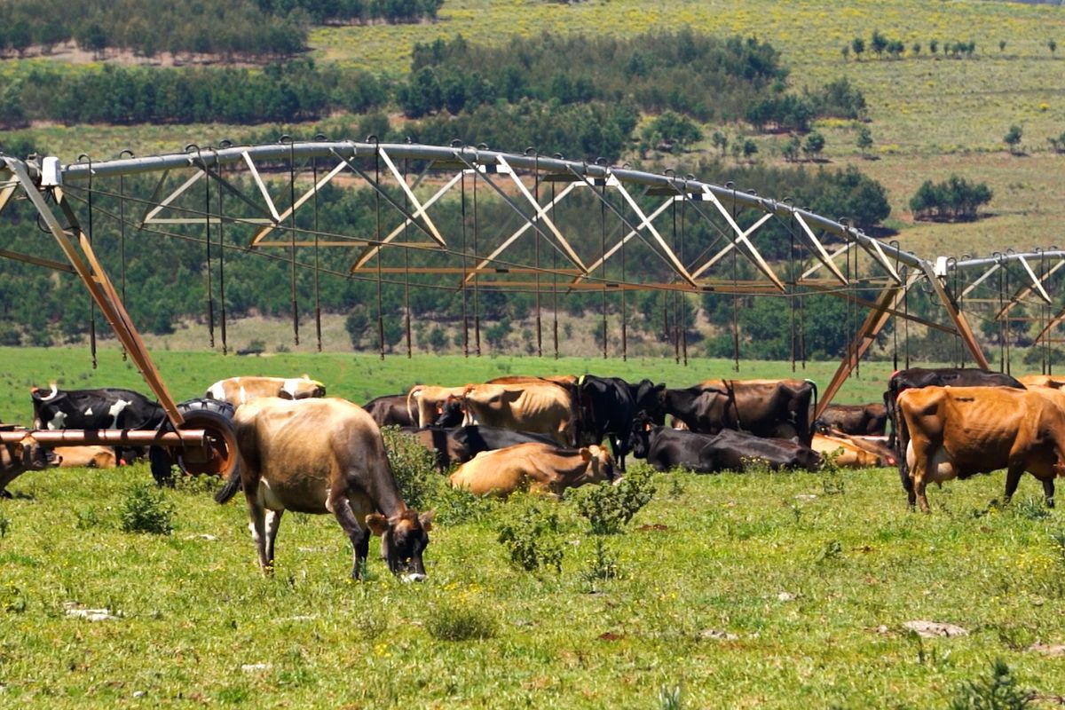 A wide view of a farm pasture featuring a large center pivot irrigation system over grazing cattle.
