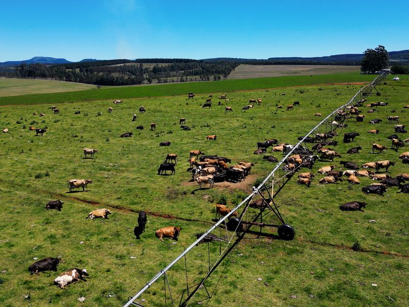 Aerial view of a large farm pasture featuring a center pivot irrigation system and grazing livestock across the expansive landscape.