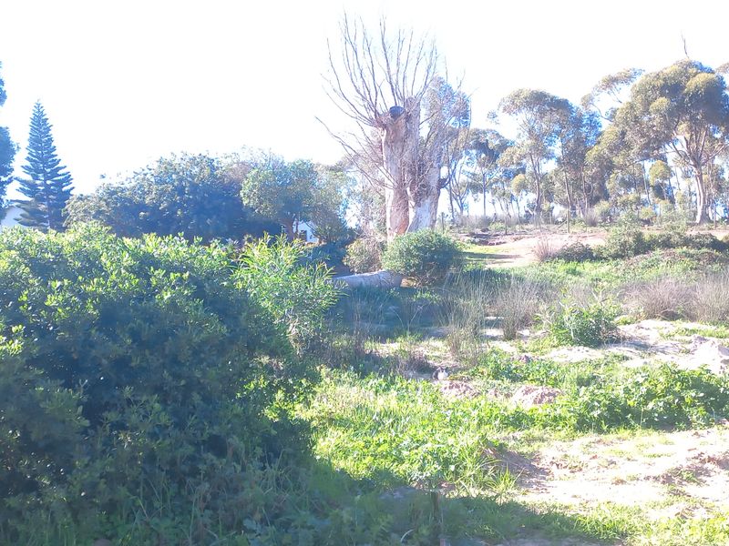 A view of a residential vacant land plot featuring established trees, natural vegetation, and perimeter fencing.